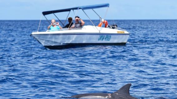 Dolphins watch + whale watching in Mauritius by speedboating (shared/private boat, closed on Sundays)