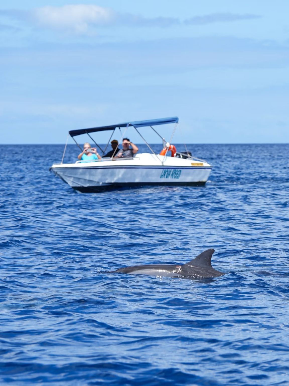 Avvistamento delfini e balene in motoscafo a Mauritius (escursione condivisa/noleggio privato) (chiuso la domenica)
