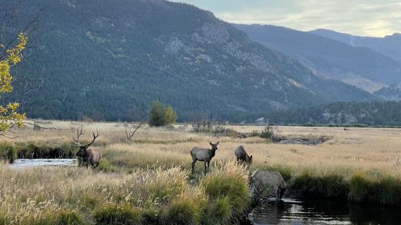 Estes Park: Tur Musim Semi Rusa Berpemandu