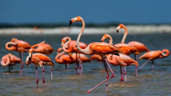 Karavasta:Bird Watching, Tower Views & Lagoon Exploration