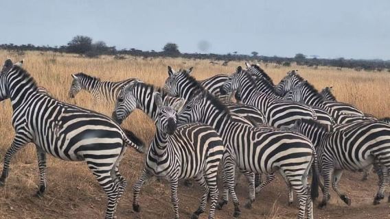 Parco nazionale di Nairobi: safari mattutino o pomeridiano