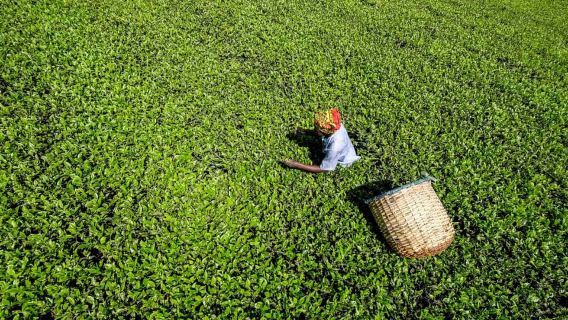 Ella Day Tour: with Tea Factory Visit from Galle
