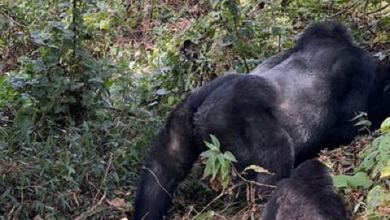 Lago Bunyonyi: gita di un giorno al Parco Nazionale Mgahinga Gorilla