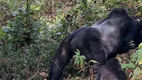 Lago Bunyonyi: gita di un giorno al Parco Nazionale Mgahinga Gorilla