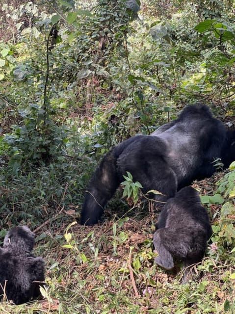 Tasik Bunyonyi: Lawatan Hari Taman Negara Gorilla Mgahinga