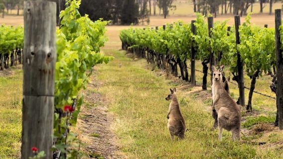 Hunter Valley: Wine, Chocolate and Lunch All Inclusive Tour