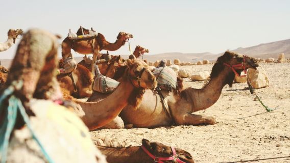 Depuis Jérusalem : excursion d'une demi-journée à Jéricho et au Jourdain