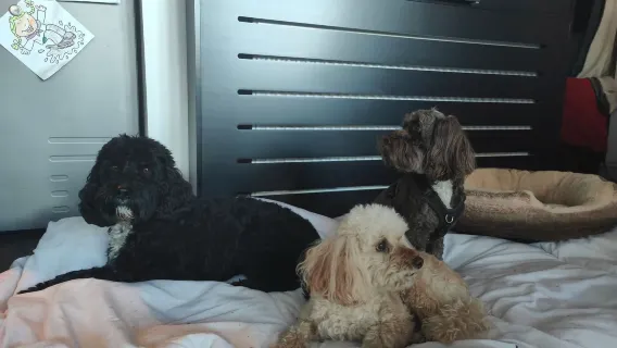 Boarding for Returning Dogs - 1 Day