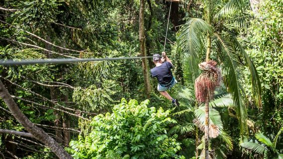 TreeTop Challenge at The Big Pineapple in Sunshine Coast