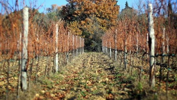 Chianti Region: Day Trip from Florence + Off-Road Tuscany Wine Tour