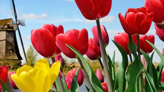 Keukenhof: Entry + Bus from A'dam Tower