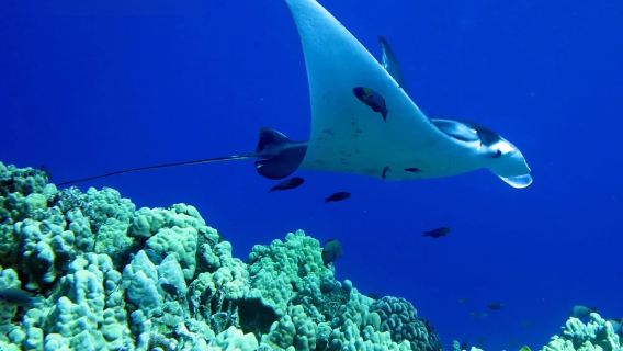 Nachttauchgang auf Big Island Hawaii (Beobachtung von wilden Teufelsrochen)|Englische geteilte Tour※