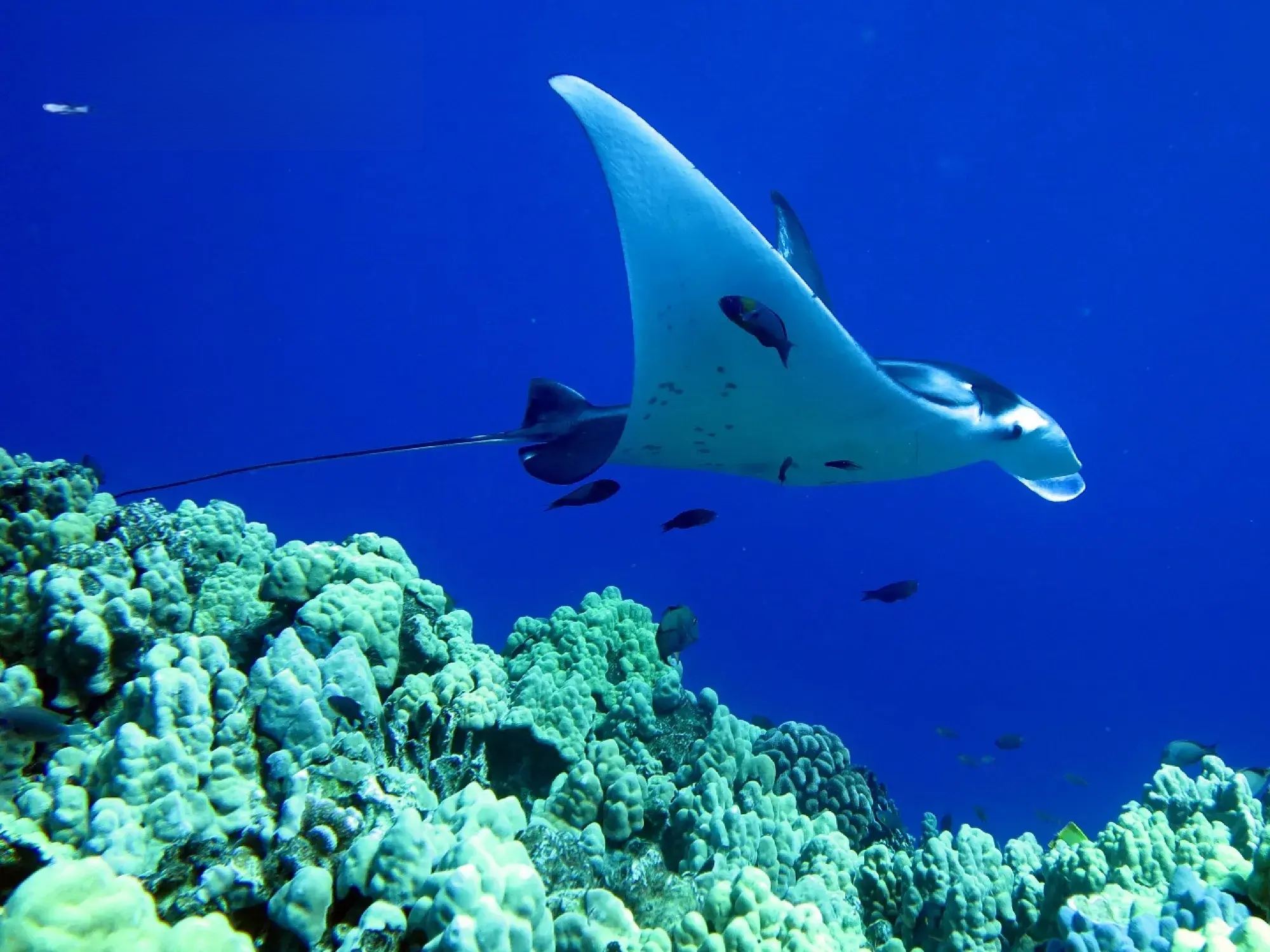 Hawaii Big Island Night Diving Experience (Wild Manta Ray Viewing)|English join-in tour