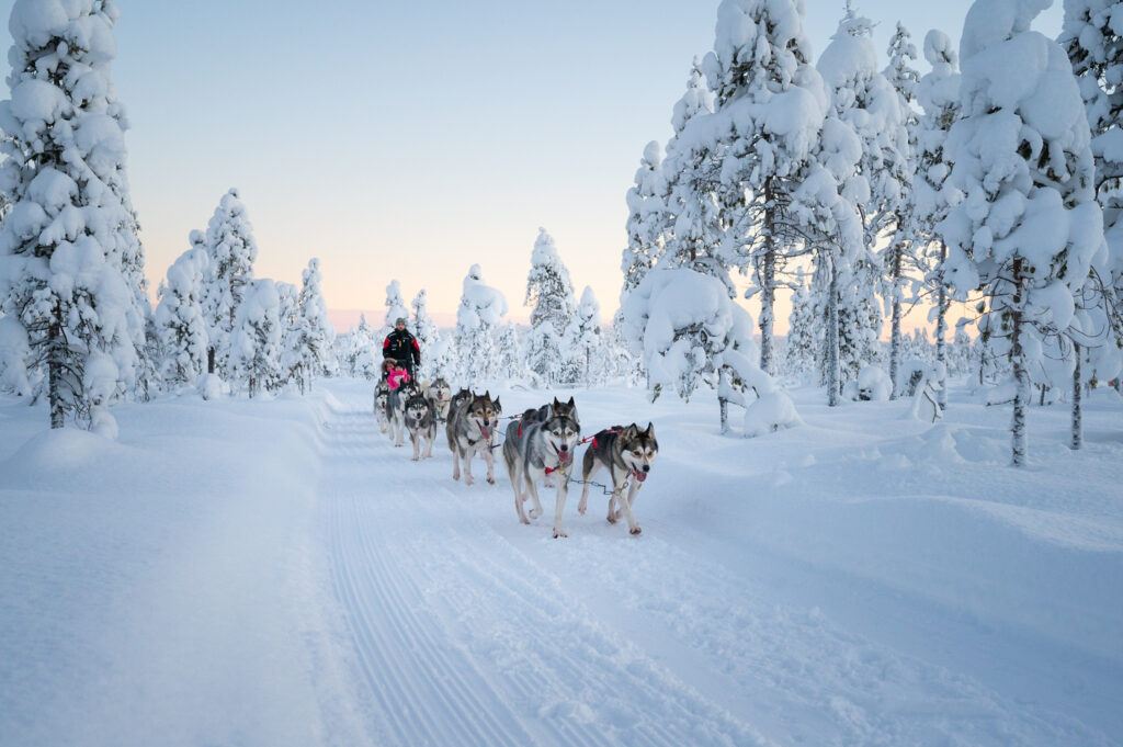 サンタクロース村ハスキーパーク 犬ぞり体験【短距離・非運転型犬ぞり