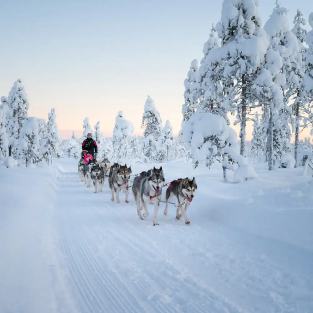 サンタクロース村ハスキーパーク 犬ぞり体験【短距離・非運転型犬ぞり