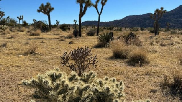 美國鳳凰城-來回約書亞樹國家公園-包車精選
