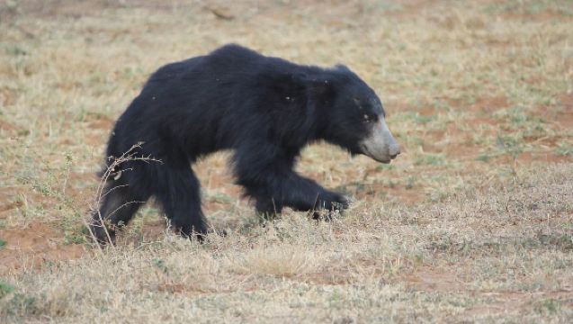 A Half Day Trip of Jawai Leopard Safari from Udaipur.