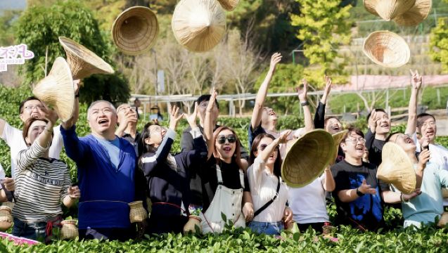 Gunung Mogan | Berjalan-jalan di Ladang Teh Seluas Ribu Ekar + Pengalaman Memetik dan Memproses Teh + Menikmati Teh Kuning Mogan