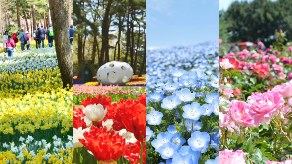 東京出發|茨城花海×海上鳥居×紫陽花寺×海鮮市場|拼團一日遊