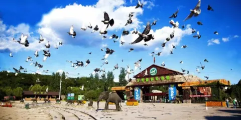 瀋陽故宮+張學良舊居+中街+瀋陽棋盤山森林動物園+老北市