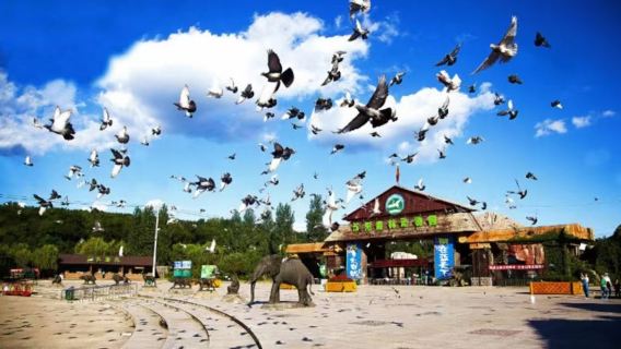 Lawatan Sehari Istana Shenyang + Rumah Lama Zhang Xueliang + Jalan Zhongjie + Zoo Hutan Gunung Qipan + Kawasan Beishi Lama