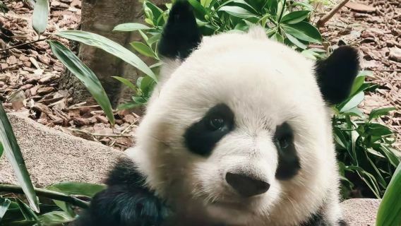 1-day tour to panda base + Leshan Giant Buddha [admission ticket included | 8-person small group/private tour | English guide]