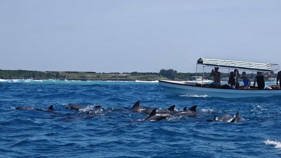 Aventura de mergulho com snorkel e observação de golfinhos na Ilha Mnemba