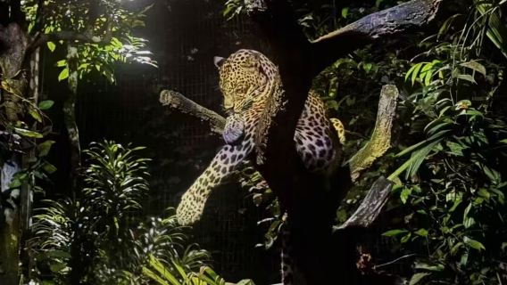 Perkhidmatan pengangkutan Taman Hidupan Liar Malam | Pelbagai jenis kenderaan boleh dipilih + Penyesuaian perjalanan + Dialu-alukan untuk berunding