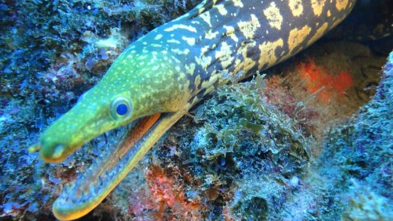 Tenerife Discover Scuba Diving Course for beginners (10+)