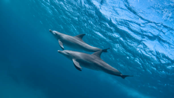 Zanzibar: Private Dolphins & Mnemba Reef Tours