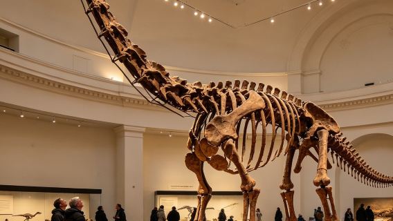 Sydney: Australiens Museum | 2-timers dybdegående rundvisning om dinosaurer og livets udvikling