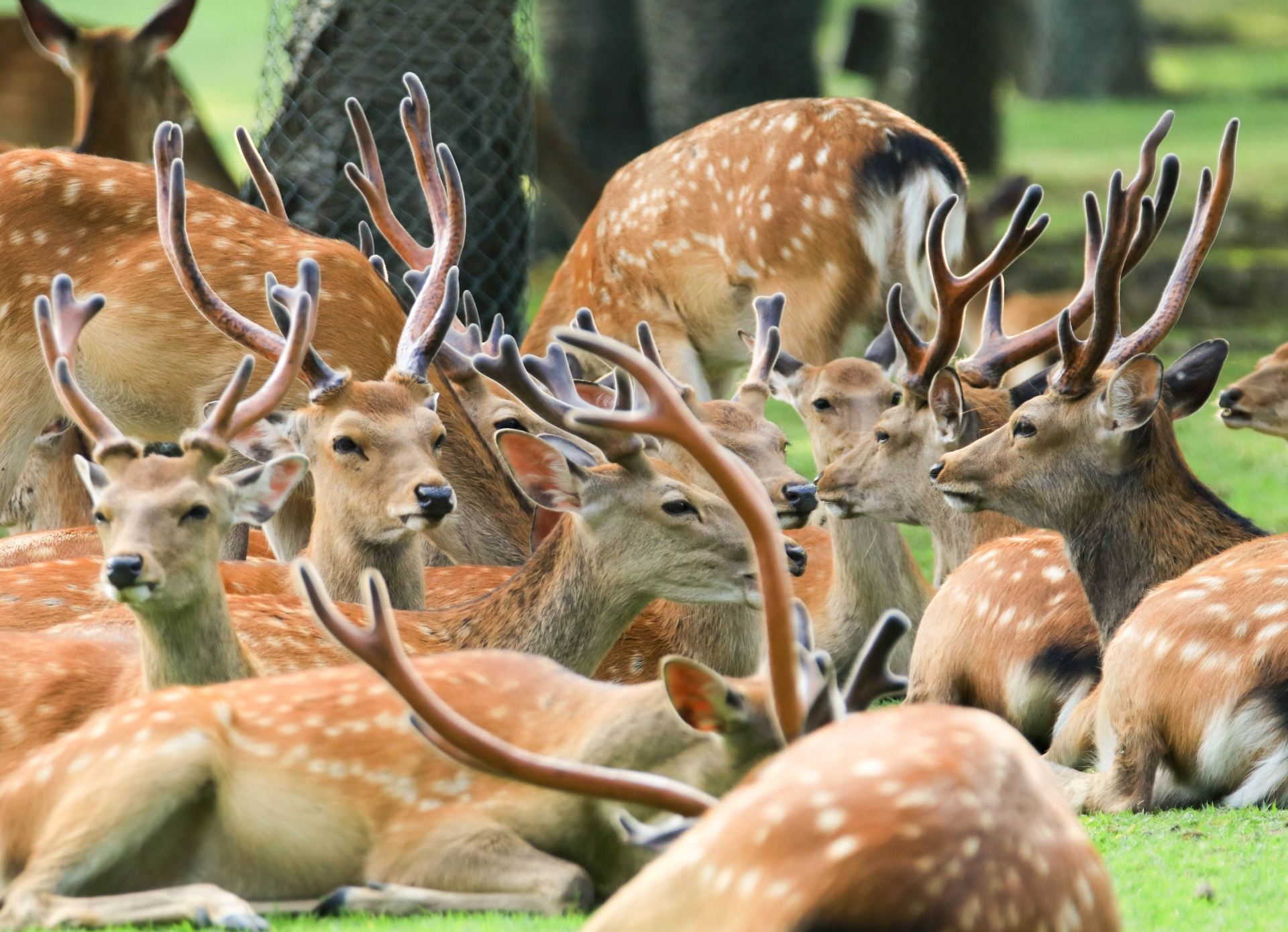 однодневный тур в Киото: Святилище Фусими Инари + Парк Нара + Арашияма (отправление из Осаки или Киото)