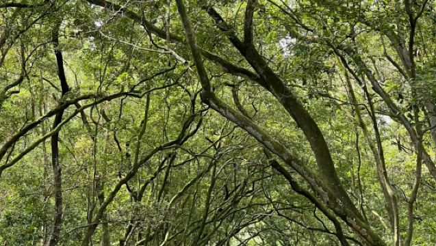 Lawatan Hutan Bakau Pulau Bintan Singapura, Pelayaran Kunang-Kunang, Pengalaman lawatan tempatan