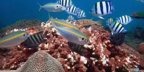 北海潿洲島+小丑魚潛水體驗潛水浮潛0.5小時【潿洲島上接送+零基礎體驗潛水+專業教練教學(多種套餐可選)】