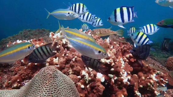 北海潿洲島+小丑魚潛水體驗潛水浮潛0.5小時【小丑魚互動+零基礎體驗潛水+專業教練教學(多種組合可選)】