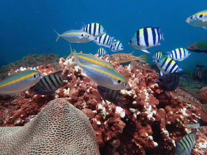 北海潿洲島+小丑魚潛水體驗潛水浮潛0.5小時【小丑魚互動+零基礎體驗潛水+專業教練教學（多種套餐可選）】