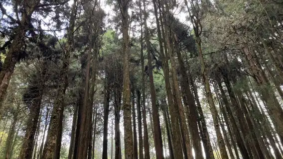 阿里山国家森林遊楽区+奮起湖 日帰りツアー【台中市内ホテル発】