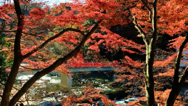 名古屋 虎溪山永保寺+香嵐溪+小原四季櫻一日遊,秋季限定路線