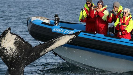 ฮูซาวิก: ทัวร์ดูวาฬและนกพัฟฟินด้วยเรือสปีดโบ๊ท