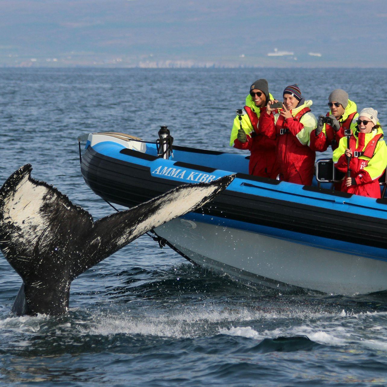 Husavík: Whale & Puffin Watching Tour in a RIB Speedboat
