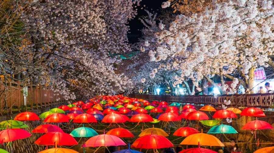 2025韓國鎮海櫻花節一日遊【由首爾/釜山出發 • 余佐川 & 慶和火車站櫻花路 • 鎮海軍港節 • 浪漫櫻花】