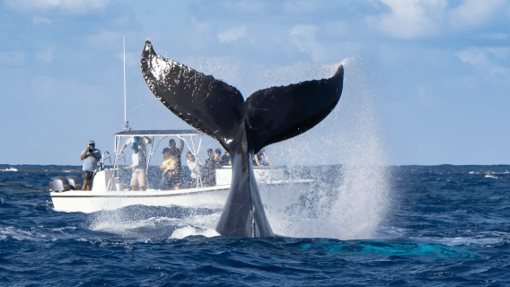 沖縄ホエールウォッチング半日ツアー【3時間クルーズ+那覇/北谷の2箇所出発+那覇定点送迎可能】