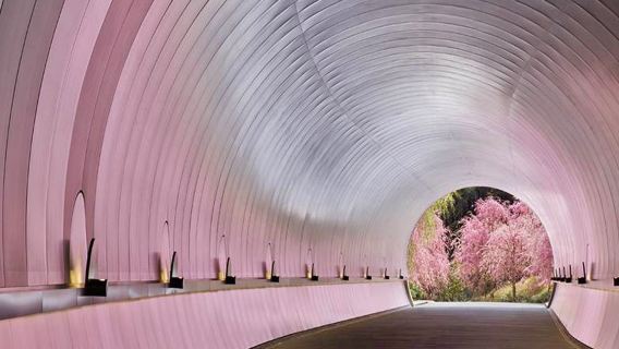 Musim Sakura Terbatas - Perjalanan Satu Hari ke Museum Seni Miho + Kuil Mii untuk Menikmati Sakura Malam, Pesta Seni dan Alam