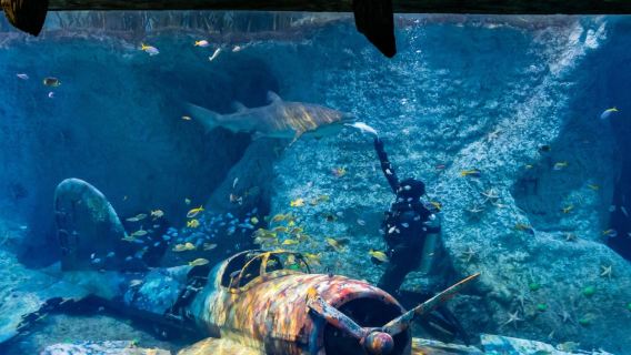 Bundle Promotion: The National Aquarium & FREE Abu Dhabi Half Day city tour from Abu Dhabi