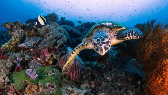 Nusa Penida: Snorkel en 3-4 puntos de Manta Bay con recogida en el hotel en Bali