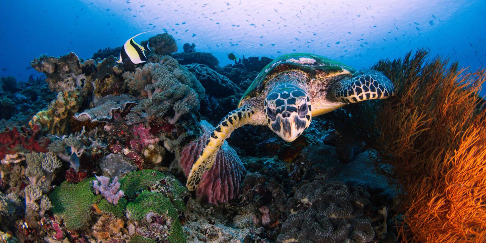 Nusa Penida: Snorkeling 3–4 Spot Manta Bay With Hotel Pick Up Bali