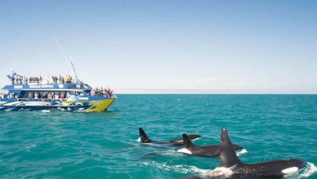 紐西蘭-基督城出發-凱庫拉觀鯨+薰衣草農場一日遊