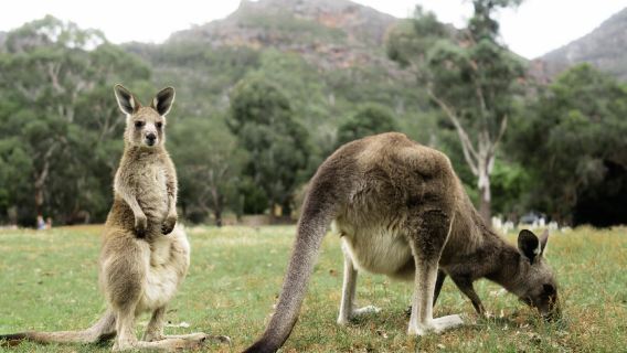 tour di un giorno all'insegna dell'ecologia naturalistica nel Parco Nazionale Grenping di Melbourne