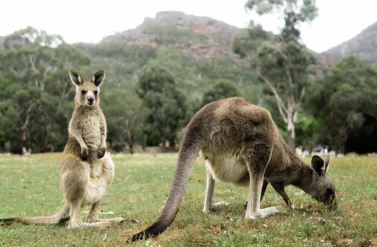 Natürlicher Tagesausflug in den Grampians-Nationalpark von Melbourne