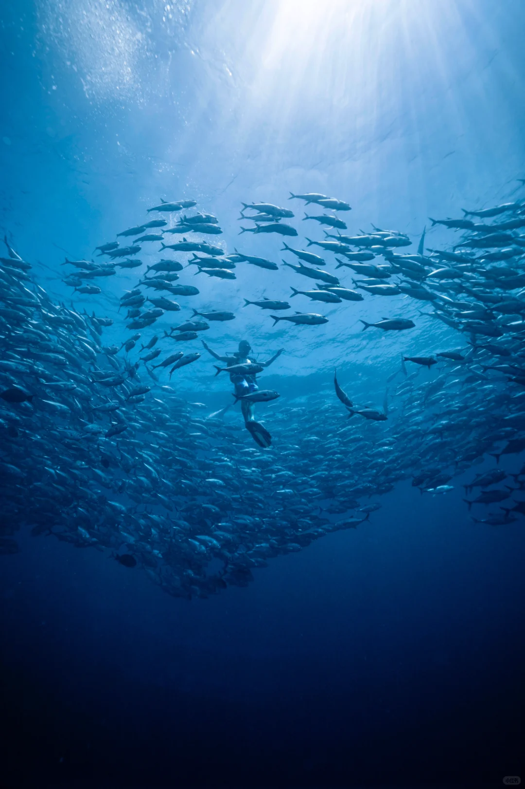 仙本那詩巴丹潛水【裝備齊全/專業教學】